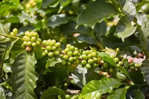 盤點現代世界農業的6大模式，告訴農民 棉花種植這么做才賺錢